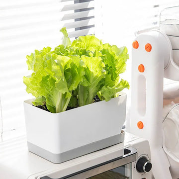 Vegetable and Flower Gardening Hydroponics System
